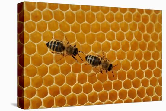 A Honeycomb Is a Mass of Hexagonal Wax Cells Built by Honey Bees in their Nests-Frank May-Stretched Canvas