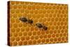 A Honeycomb Is a Mass of Hexagonal Wax Cells Built by Honey Bees in their Nests-Frank May-Stretched Canvas