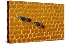 A Honeycomb Is a Mass of Hexagonal Wax Cells Built by Honey Bees in their Nests-Frank May-Stretched Canvas