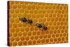 A Honeycomb Is a Mass of Hexagonal Wax Cells Built by Honey Bees in their Nests-Frank May-Stretched Canvas