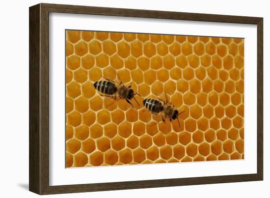 A Honeycomb Is a Mass of Hexagonal Wax Cells Built by Honey Bees in their Nests-Frank May-Framed Photo