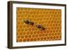 A Honeycomb Is a Mass of Hexagonal Wax Cells Built by Honey Bees in their Nests-Frank May-Framed Photo