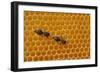 A Honeycomb Is a Mass of Hexagonal Wax Cells Built by Honey Bees in their Nests-Frank May-Framed Photo