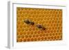 A Honeycomb Is a Mass of Hexagonal Wax Cells Built by Honey Bees in their Nests-Frank May-Framed Photo