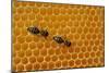 A Honeycomb Is a Mass of Hexagonal Wax Cells Built by Honey Bees in their Nests-Frank May-Mounted Photo