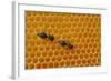 A Honeycomb Is a Mass of Hexagonal Wax Cells Built by Honey Bees in their Nests-Frank May-Framed Photo