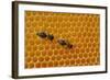 A Honeycomb Is a Mass of Hexagonal Wax Cells Built by Honey Bees in their Nests-Frank May-Framed Photo