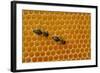 A Honeycomb Is a Mass of Hexagonal Wax Cells Built by Honey Bees in their Nests-Frank May-Framed Photo