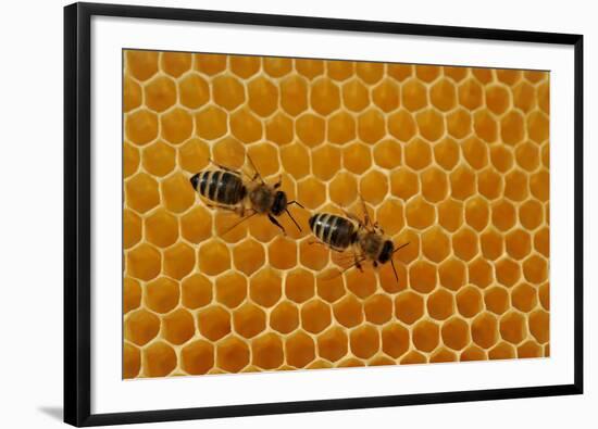 A Honeycomb Is a Mass of Hexagonal Wax Cells Built by Honey Bees in their Nests-Frank May-Framed Photo