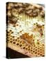 A Honeycomb with Bees-Matilda Lindeblad-Stretched Canvas