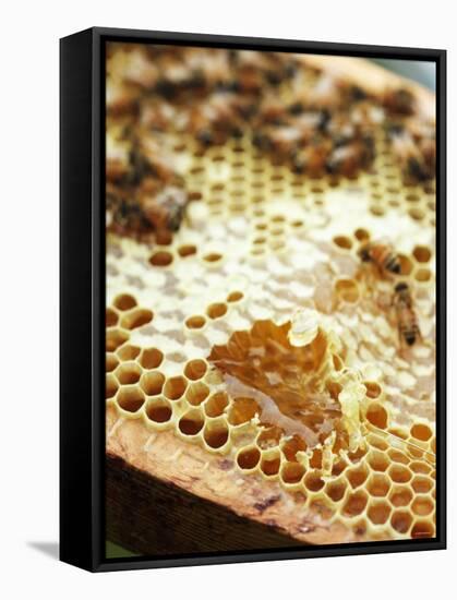 A Honeycomb with Bees-Matilda Lindeblad-Framed Stretched Canvas