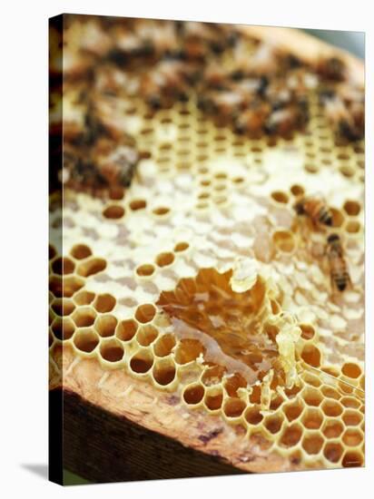 A Honeycomb with Bees-Matilda Lindeblad-Stretched Canvas