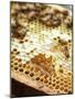 A Honeycomb with Bees-Matilda Lindeblad-Mounted Photographic Print