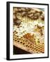 A Honeycomb with Bees-Matilda Lindeblad-Framed Photographic Print