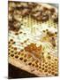 A Honeycomb with Bees-Matilda Lindeblad-Mounted Photographic Print