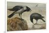 A Hooded Crow and a Carrion Crow, 1924-Archibald Thorburn-Framed Giclee Print