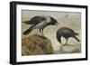 A Hooded Crow and a Carrion Crow, 1924-Archibald Thorburn-Framed Giclee Print