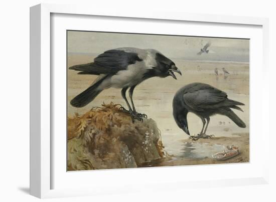 A Hooded Crow and a Carrion Crow, 1924-Archibald Thorburn-Framed Giclee Print