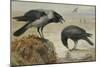 A Hooded Crow and a Carrion Crow, 1924-Archibald Thorburn-Mounted Giclee Print