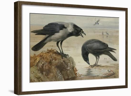 A Hooded Crow and a Carrion Crow, 1924-Archibald Thorburn-Framed Giclee Print