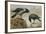 A Hooded Crow and a Carrion Crow, 1924-Archibald Thorburn-Framed Giclee Print