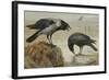 A Hooded Crow and a Carrion Crow, 1924-Archibald Thorburn-Framed Giclee Print