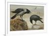 A Hooded Crow and a Carrion Crow, 1924-Archibald Thorburn-Framed Giclee Print