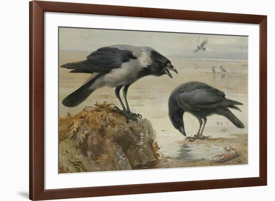 A Hooded Crow and a Carrion Crow, 1924-Archibald Thorburn-Framed Giclee Print