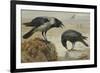 A Hooded Crow and a Carrion Crow, 1924-Archibald Thorburn-Framed Giclee Print