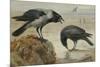 A Hooded Crow and a Carrion Crow, 1924-Archibald Thorburn-Mounted Giclee Print