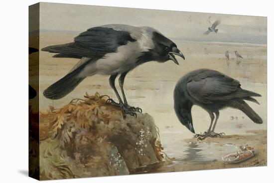 A Hooded Crow and a Carrion Crow, 1924-Archibald Thorburn-Stretched Canvas