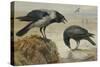 A Hooded Crow and a Carrion Crow, 1924-Archibald Thorburn-Stretched Canvas