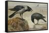 A Hooded Crow and a Carrion Crow, 1924-Archibald Thorburn-Framed Stretched Canvas