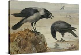 A Hooded Crow and a Carrion Crow, 1924-Archibald Thorburn-Stretched Canvas