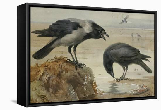 A Hooded Crow and a Carrion Crow, 1924-Archibald Thorburn-Framed Stretched Canvas