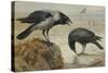 A Hooded Crow and a Carrion Crow, 1924-Archibald Thorburn-Stretched Canvas