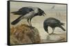 A Hooded Crow and a Carrion Crow, 1924-Archibald Thorburn-Framed Stretched Canvas