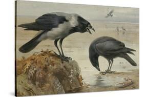 A Hooded Crow and a Carrion Crow, 1924-Archibald Thorburn-Stretched Canvas