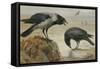 A Hooded Crow and a Carrion Crow-Archibald Thorburn-Framed Stretched Canvas