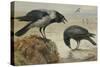 A Hooded Crow and a Carrion Crow-Archibald Thorburn-Stretched Canvas