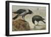 A Hooded Crow and a Carrion Crow-Archibald Thorburn-Framed Giclee Print