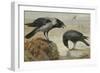 A Hooded Crow and a Carrion Crow-Archibald Thorburn-Framed Giclee Print