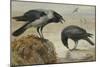 A Hooded Crow and a Carrion Crow-Archibald Thorburn-Mounted Giclee Print