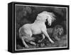 A Horse Affrighted by a Lion, Engraved by the Artist, 1788 (Etching)-George Stubbs-Framed Stretched Canvas