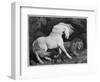 A Horse Affrighted by a Lion, Engraved by the Artist, 1788 (Etching)-George Stubbs-Framed Premium Giclee Print