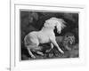 A Horse Affrighted by a Lion, Engraved by the Artist, 1788 (Etching)-George Stubbs-Framed Giclee Print