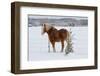 A Horse by a Fence-kat72-Framed Photographic Print