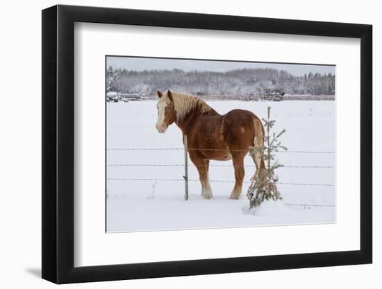 A Horse by a Fence-kat72-Framed Photographic Print