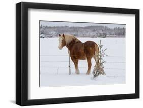 A Horse by a Fence-kat72-Framed Photographic Print