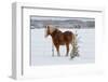 A Horse by a Fence-kat72-Framed Photographic Print